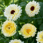 Calendula (Marigold) Absolute Ultra Fine Vegetable Starch Powder