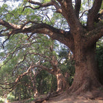 Ravensara - Ravensara aromatica