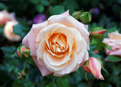 Rose Maroc Absolute - Rosa centifolia