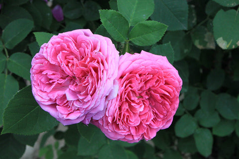 Rose Damask Absolute - Rosa damascena
