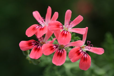 Rose Geranium - Pelargonium roseum
