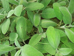 Sage - Salvia officinalis