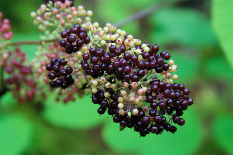 Spikenard Blend