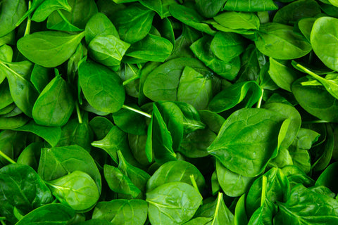Spinach Leaf Absolute - Spinacia oleracea