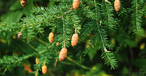 Spruce Hemlock - Tsuga canadensis