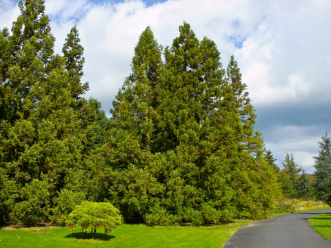 Sugi (Japanese Cedar) - Cryptomeria japonica