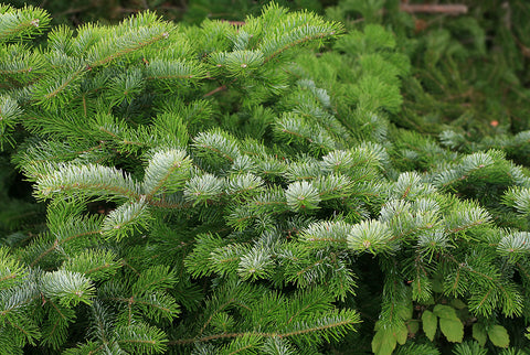 Hokkaido Todomatsu Momi (Japanese Fir) - Abies sachalinensis