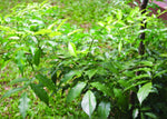 Tolu Balsam - Myroxylon balsamum