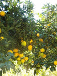 Tosa Konatsu (Hyuganatsu) - Citrus tamurana