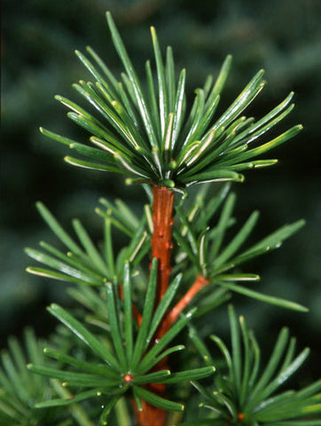 Koyamaki (Japanese Umbrella Pine) - Sciadopitys verticillata