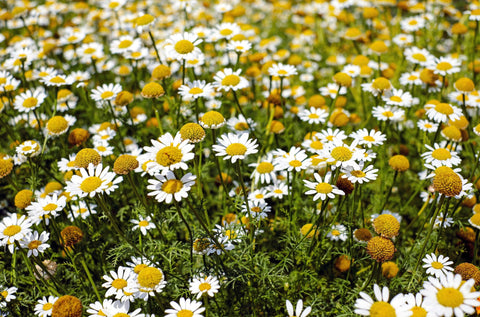 Chamomile Roman Blend