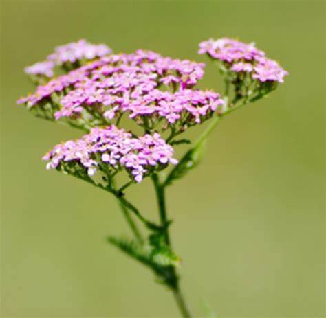 Valerian Root - Valeriana faurieri