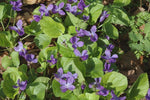 Violet Leaf Absolute - Viola odorata