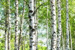 White Birch - Betula pendula roth
