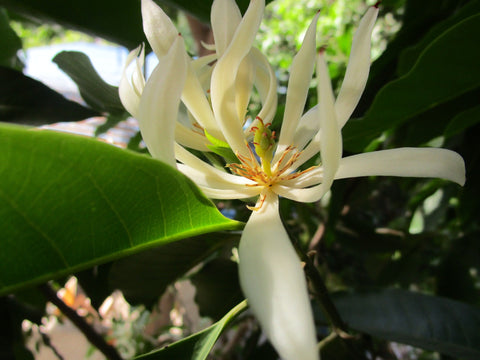 White Champaca Magnolia Organic - Michelia alba