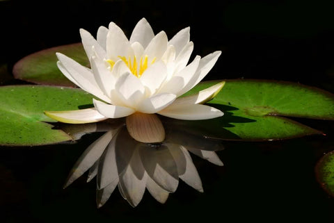 White Lotus Flower Absolute Ultra Fine Vegetable Starch Powder