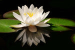 White Lotus Flower Absolute Blend