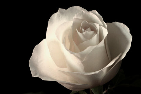 White Rose Otto Organic - Rosa alba L