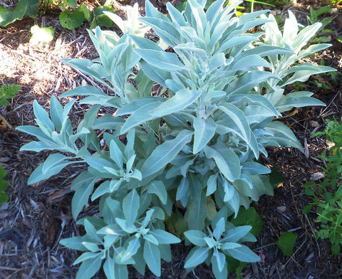 White Sage - Salvia apiana
