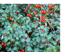 Wintergreen - Gaultheria fragrantissima