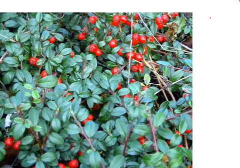 Wintergreen - Gaultheria fragrantissima